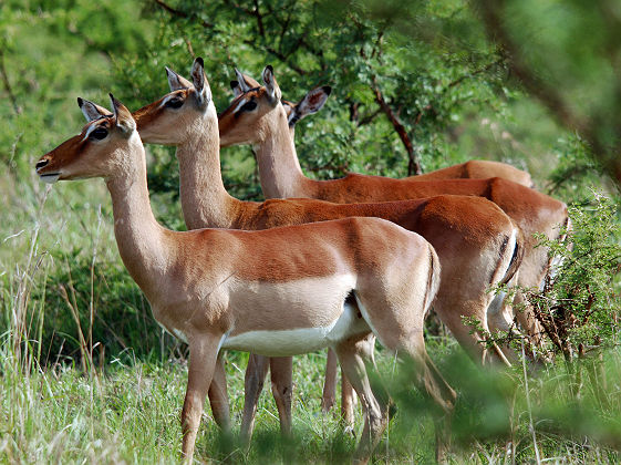 Afrique du Sud - Groupe d'impalas au parc Hluhluwe imfolozi