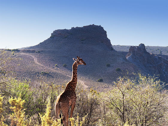 Girafe solitaire dans la reserve faunique de la Little Karoo