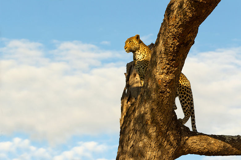 Afrique du Sud - Portrait d'une léopard dans une arbre