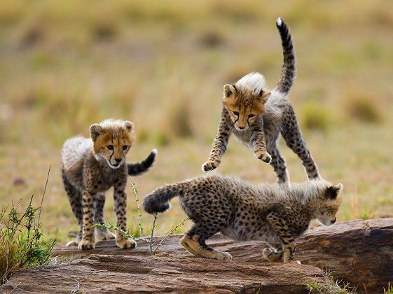 Petits guépards jouant ensembles dans la savane - Tanzanie