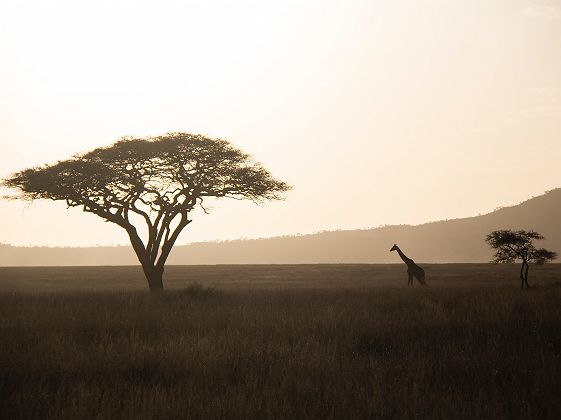 Girafe du Parc National du Serengeti - Tanzanie