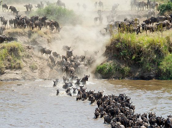 Traversée de gnous - Tanzanie