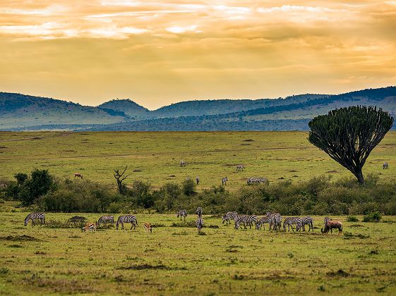 Troupeau de zèbre au cratère Ngorongoro - Tanzanie