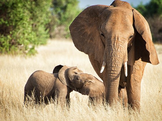 Famille d'éléphants - Tanzanie