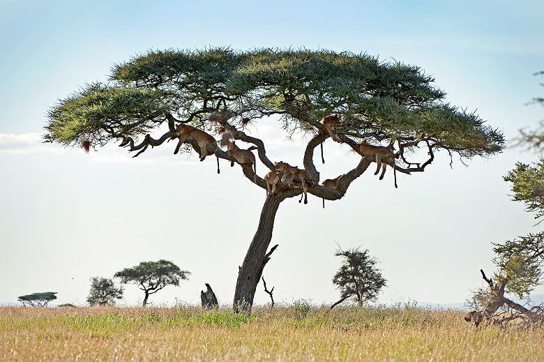 Lions dans un arbre du Parc National du Serengeti - Tanzanie