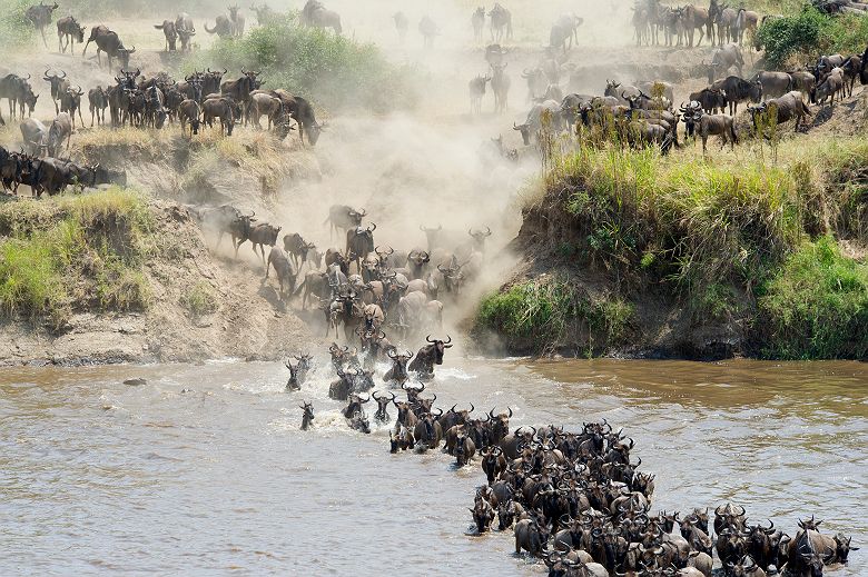 Traversée de gnous - Tanzanie