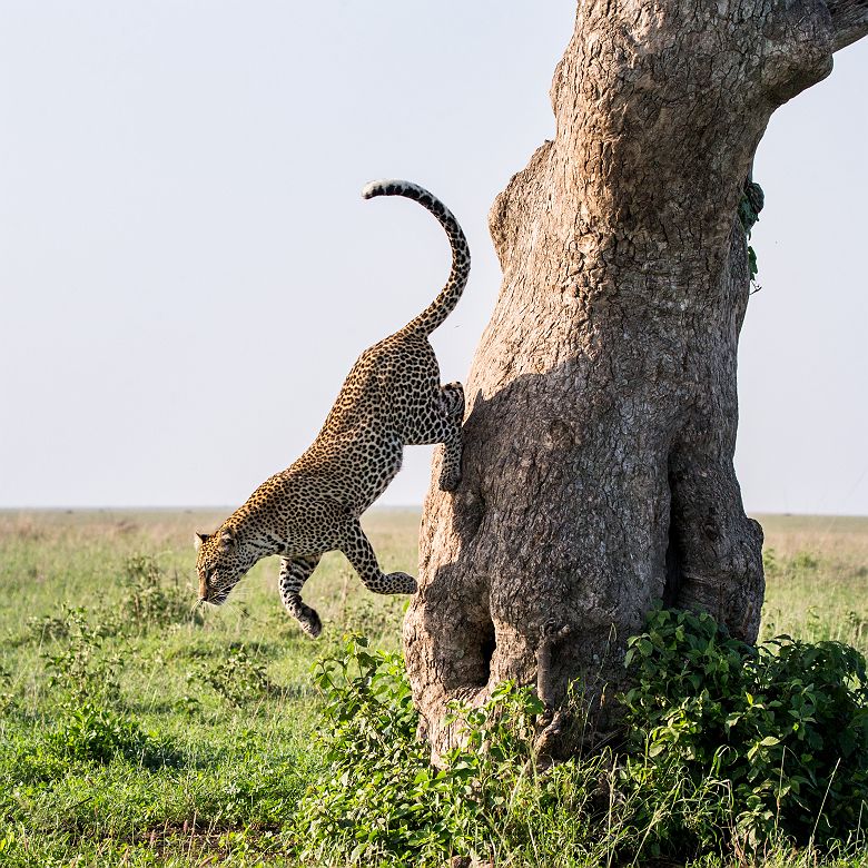 Léopard sautant d'un arbre - Tanzanie