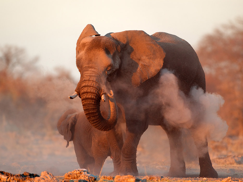 voyage_namibie_etosha_parc_national_amplitudes