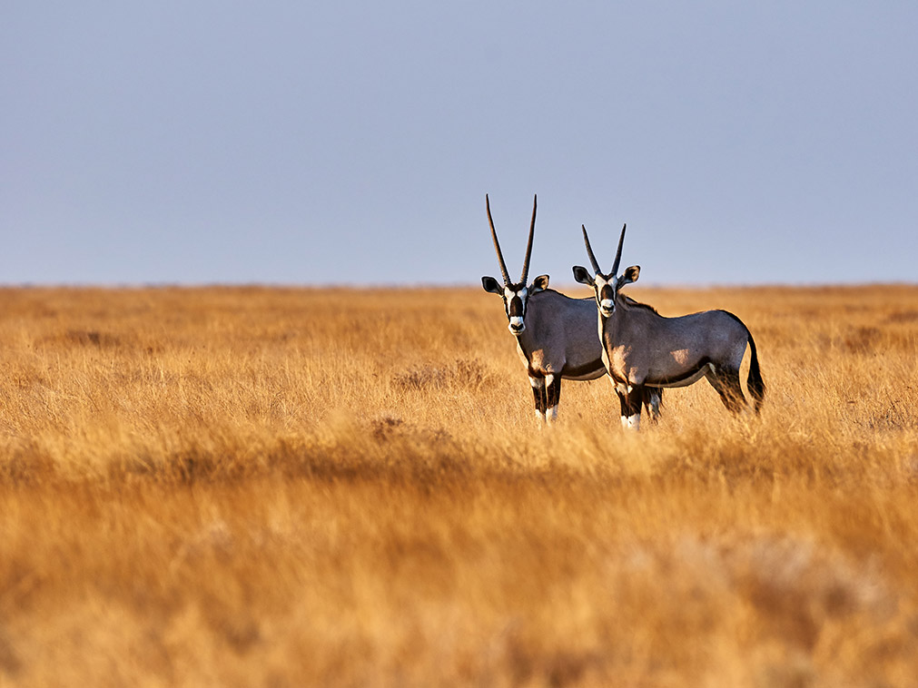 voyage_namibie_etosha_parc_national_amplitudes