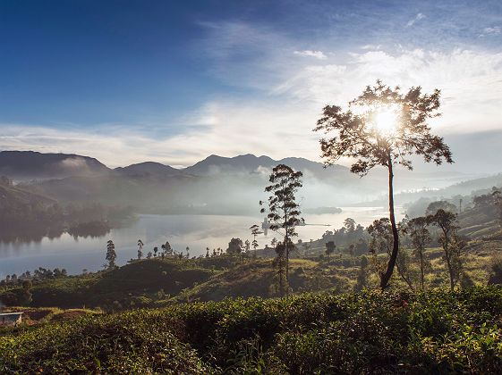 Ceylon Tea Trails