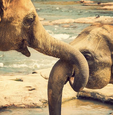 Sri Lanka - Portrait de deux éléphants