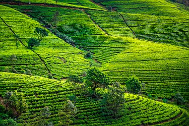 Sri Lanka - Plantations de thé