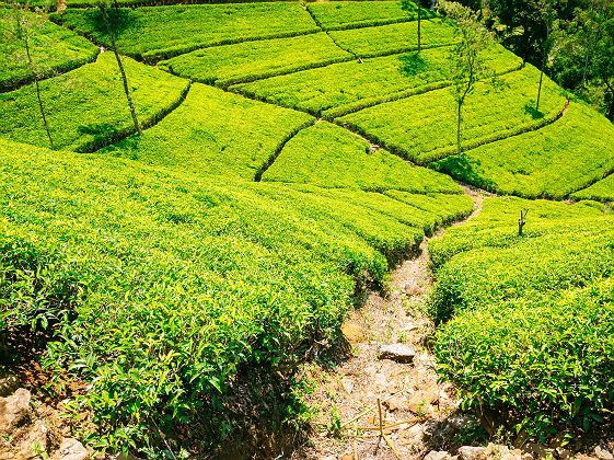 Les plantations de thé de Nuwara Eliya - Sri Lanka