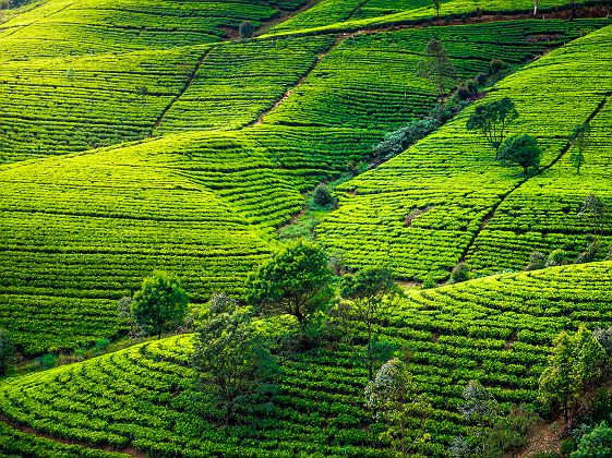 Plantation de thé dans la région de Nuwara Eliya - Sri Lanka