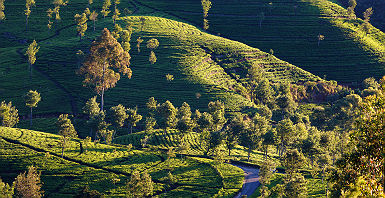 Plantation de thé - Haputale