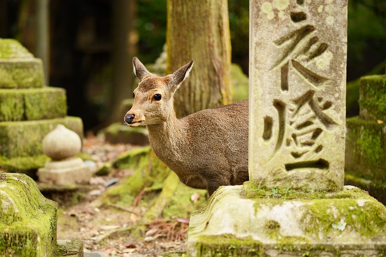 Daim à Nara - Japon