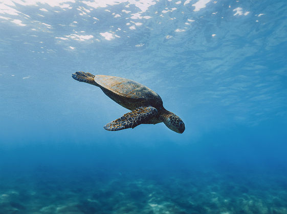 Tortue à Taiwan