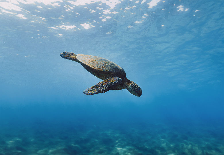 Tortue à Taiwan