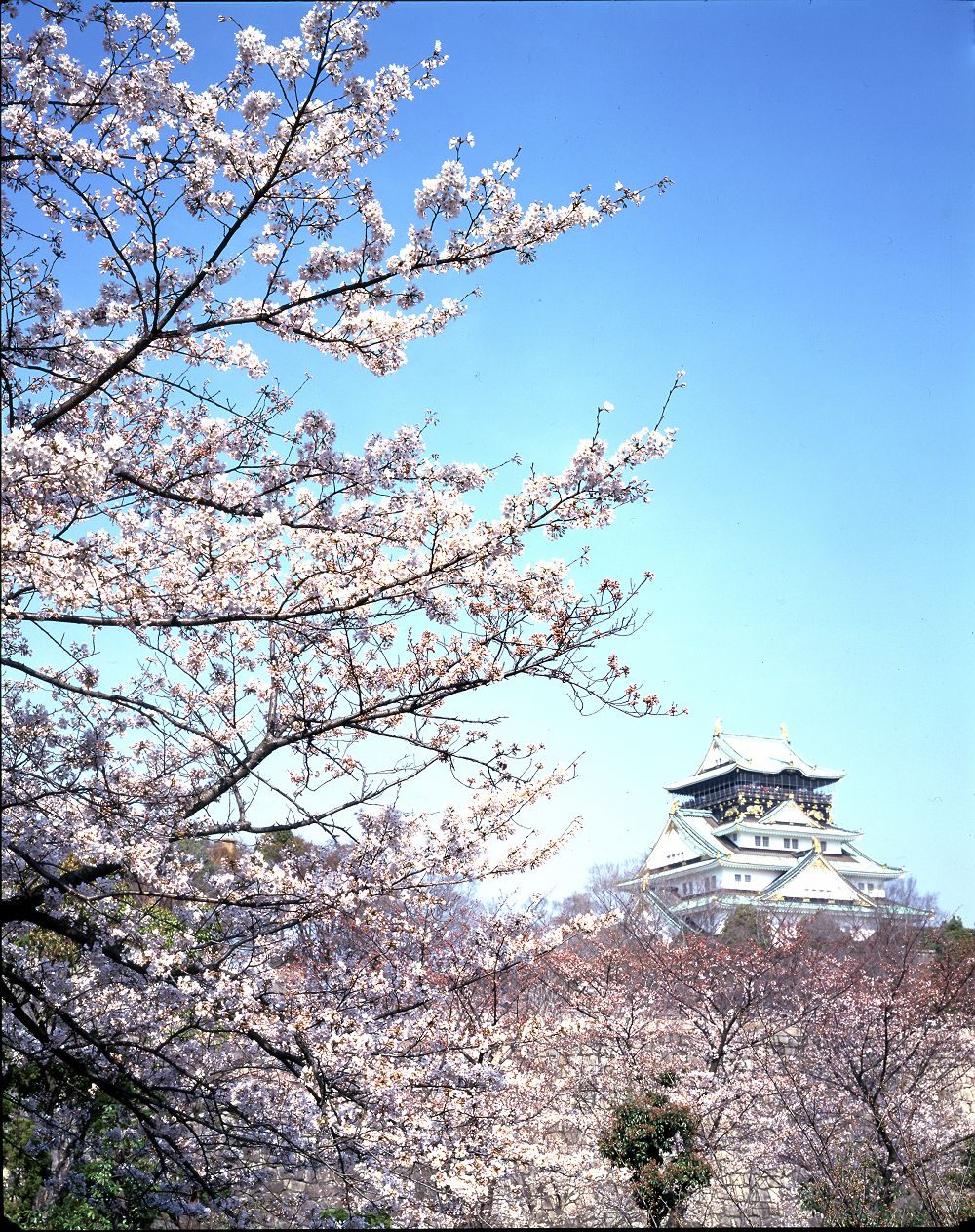 Château d'Osaka derrière les cerisiers en fleur - Japon