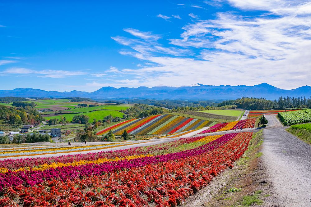 Champs de fleurs colorés, Biei - Japon