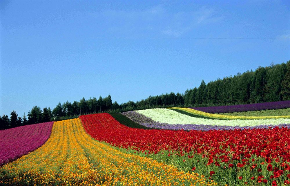 Champ de fleur de Biei - Japon