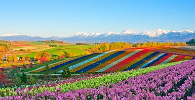 Colline fleurie de Shikisai no oka, Biei - Japon