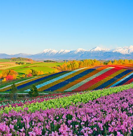 Colline fleurie de Shikisai no oka, Biei - Japon