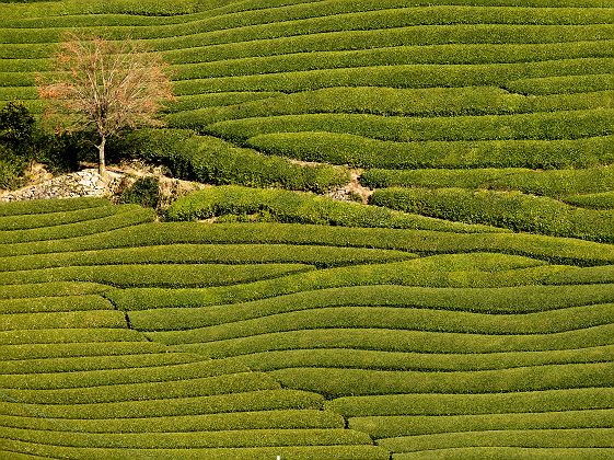 Plantations de thé d'Uji, Wazuka