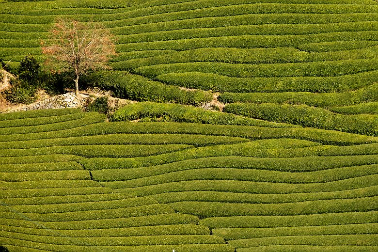 Plantations de thé d'Uji, Wazuka