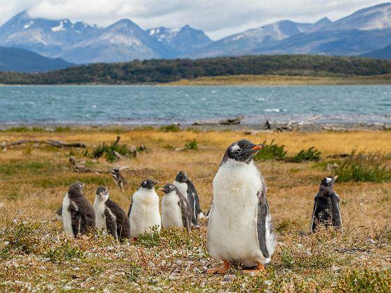 Pingouins dans parc national Terre de feu