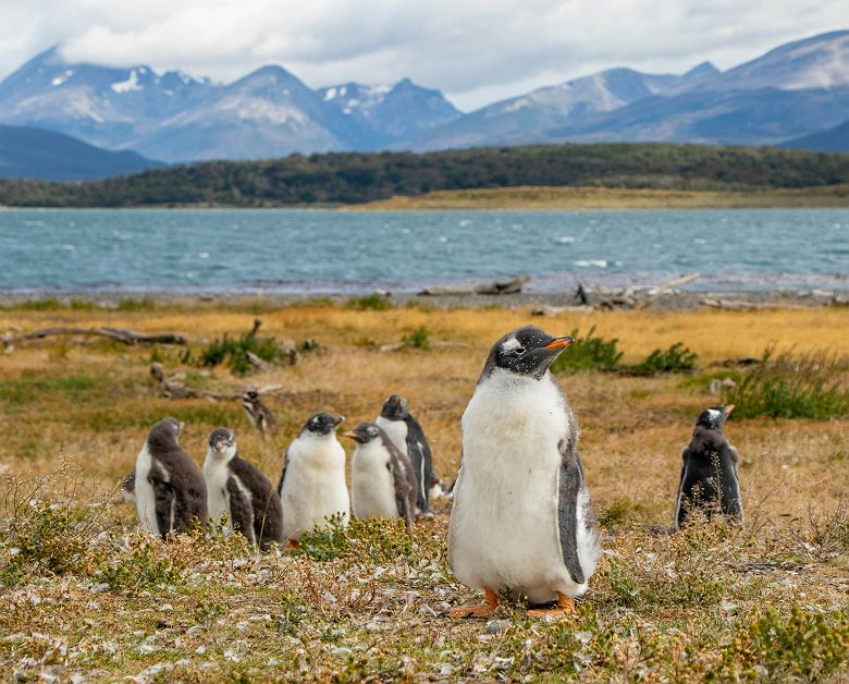 Pingouins dans parc national Terre de feu