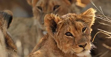 Lions au Kruger National Park - Afrique du Sud