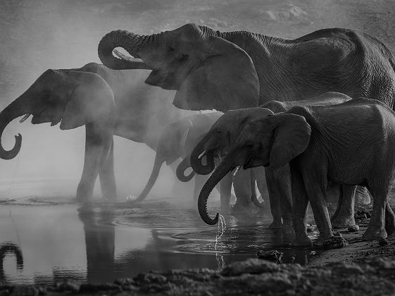 Famille d'éléphants en Afrique en train de boire