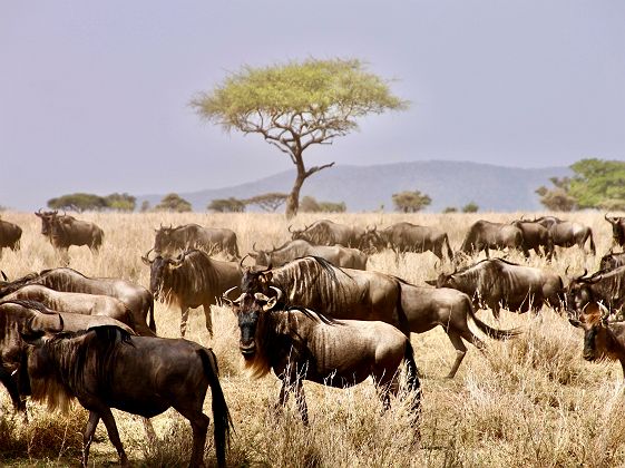 Troupeau de gnous dans le Serengeti