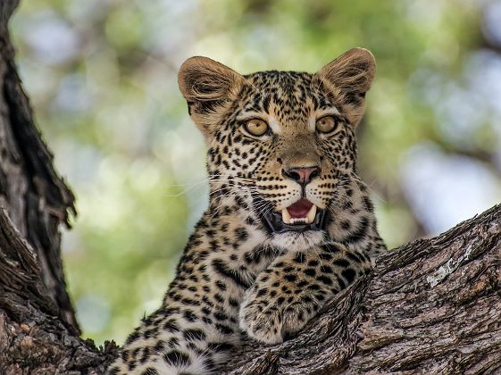 Léopard en Afrique