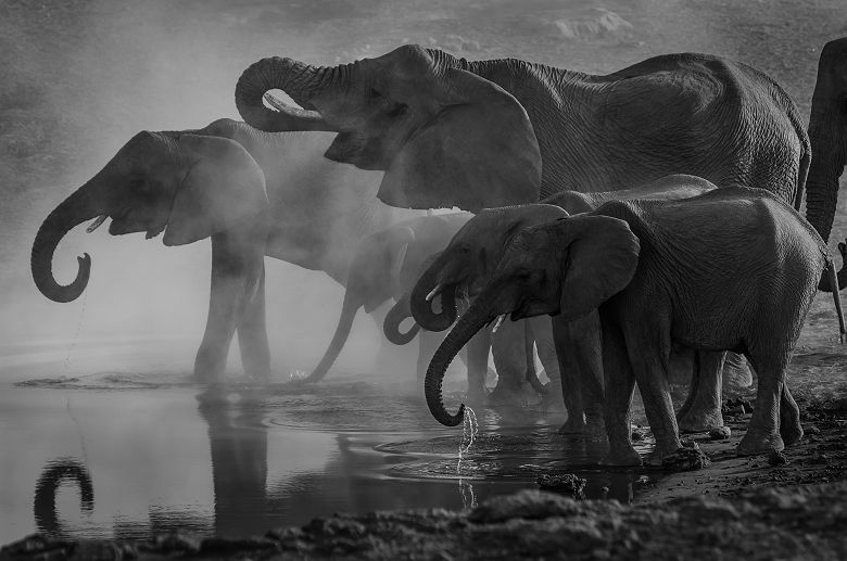 Famille d'éléphants en Afrique en train de boire