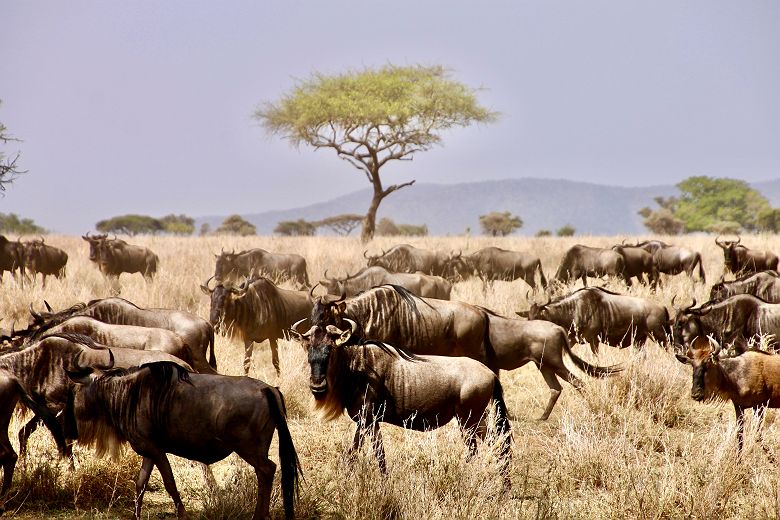 Troupeau de gnous dans le Serengeti