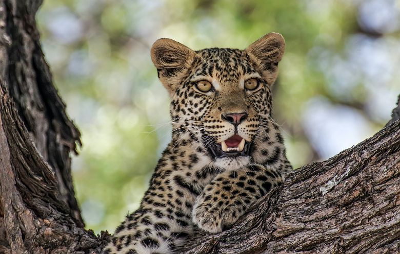 Léopard en Afrique