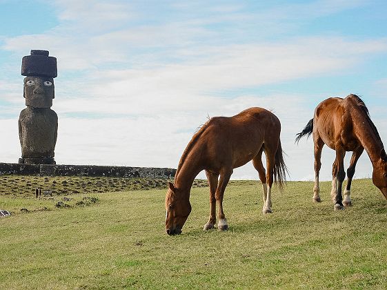 Chevaux sur l'Ïle de Pâques