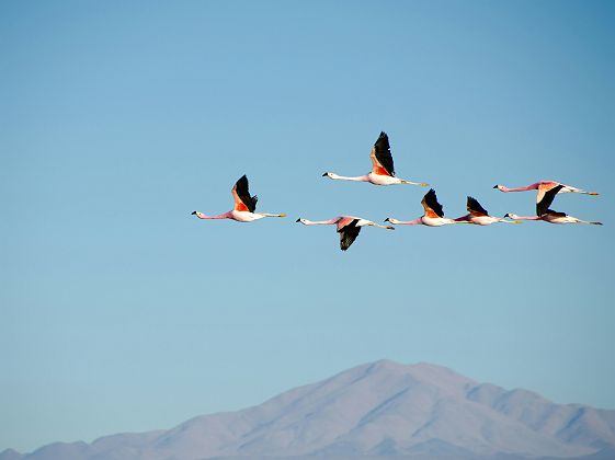 Flamands roses au Chili