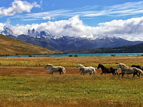 Chevaux au Parc national Torres del Paine