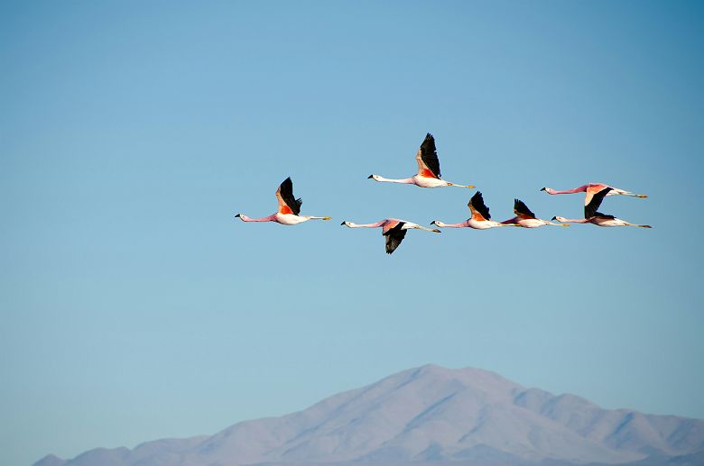 Flamands roses au Chili