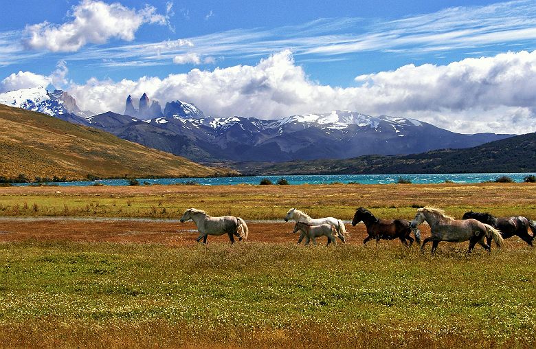 Chevaux au Parc national Torres del Paine