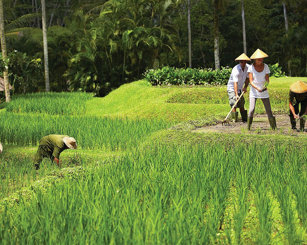 Four Seasons at Sayan