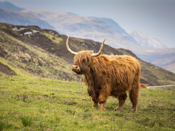 Highland Cow on the road to Elgol, Skye - Visit Scotland - Day 10