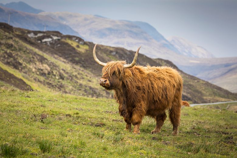 Highland Cow on the road to Elgol, Skye - Visit Scotland - Day 10