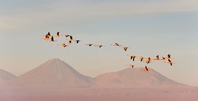 Chili- Groupe de flamants roses en vol