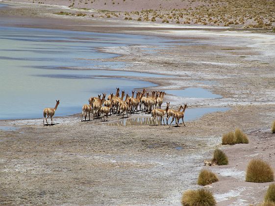 La Travesia - Explora - Vigogne Atacama