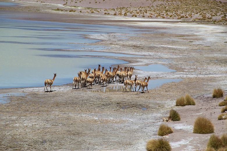 La Travesia - Explora - Vigogne Atacama