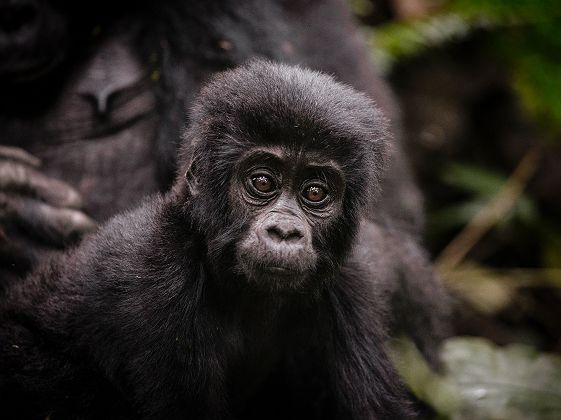 Bébé gorille depuis le Sanctuary Gorilla Forest Camp